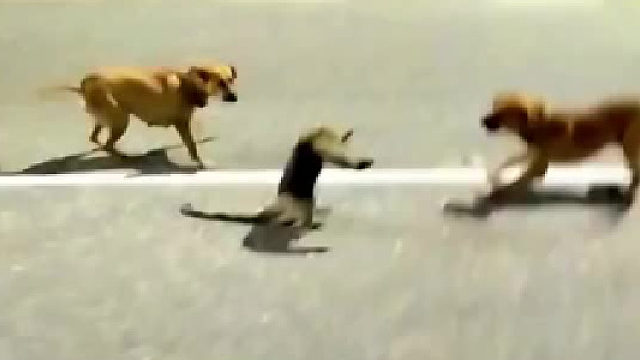 在狗子面前，虚张声势没啥用啊