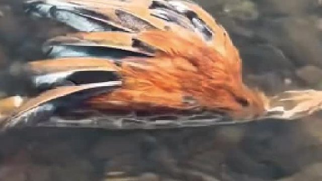 这是什么品种？