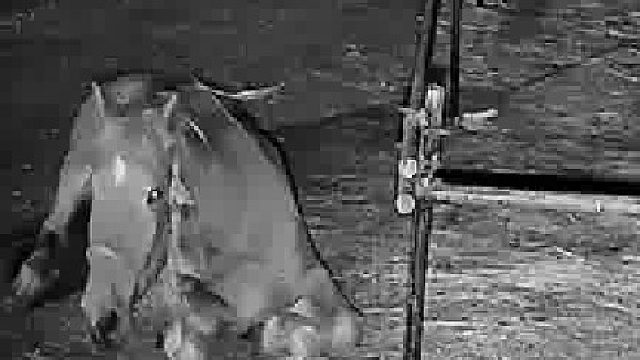 马：嗯...嗯？     瞬移了？