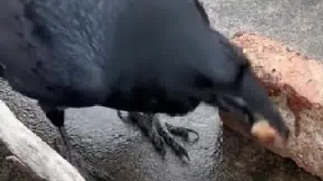 见过了乌鸦喝水，见过乌鸦砸核桃吗？有研究指出，乌鸦智商相当于5到7岁孩童