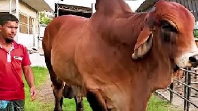 婆罗门牛，外观霸气的肉牛