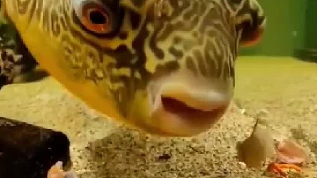 终于明白海边那些贝壳为什么是碎的了