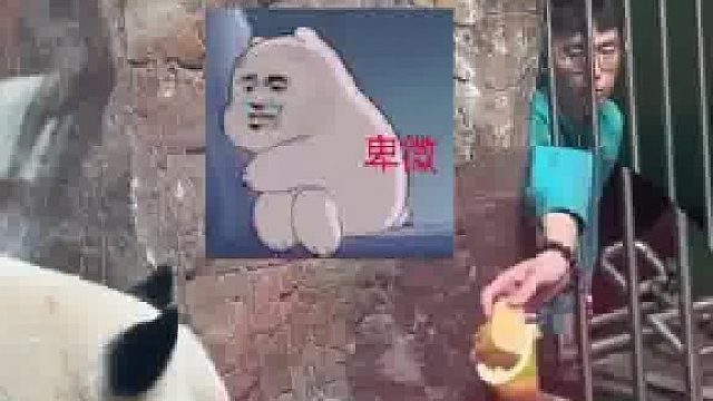 大熊猫独自生闷气，“奶爸”拿窝头卑微求和好。网友：到底你俩谁关在笼子里啊