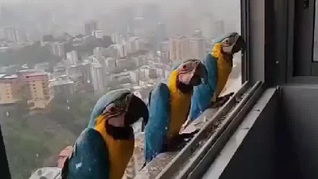 为什么养鸟人一定要去趟巴西？！