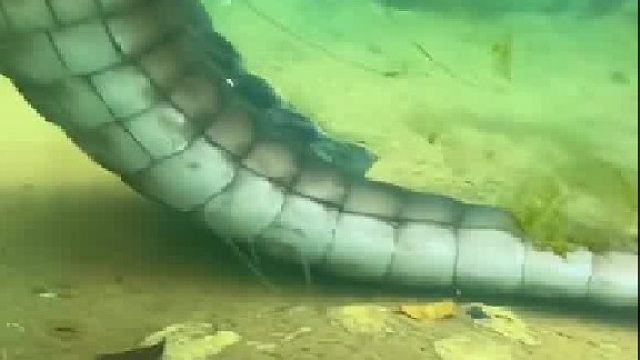 我只想做一条完美的鳄鱼皮带