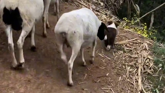 边牧宝宝这么小就出来工作了