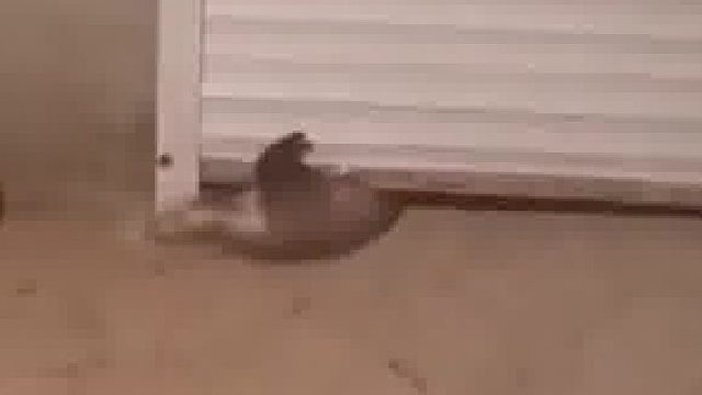 獾子钻入牧民家车库，被发现后仓惶逃窜，网友：对方撤回了一次逃跑