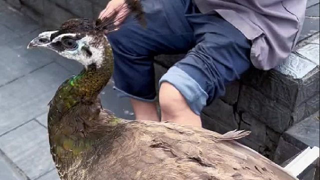 已经快满月了，我已经相信它会抓老鼠