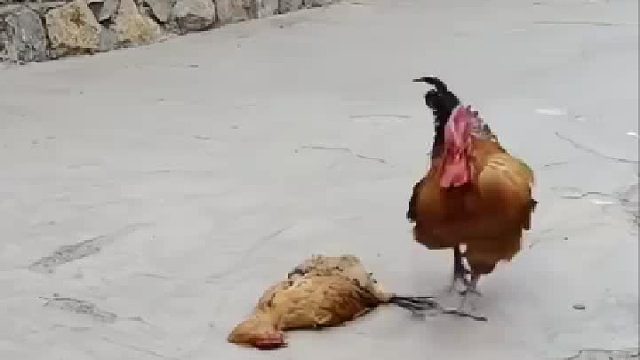 有情有义的大公鸡为了爱，在死去的母鸡旁边咬舌自尽