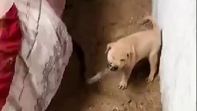 这狗估计是完了