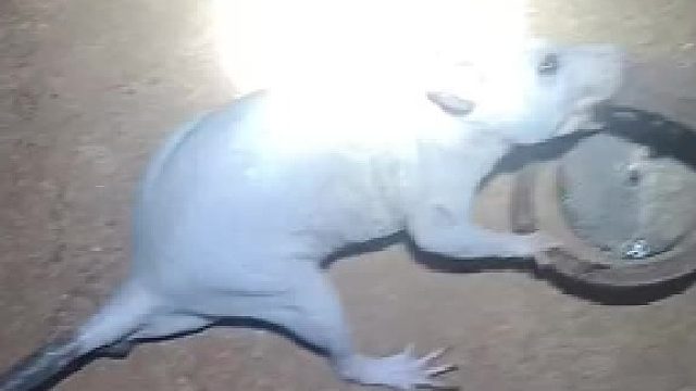 去隔壁看看，是不是有两只老鼠在吵架