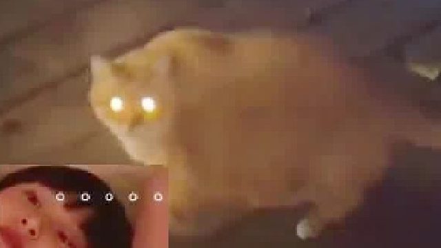 网友四句话侮辱猫咪四次，猫；够了不要再说了