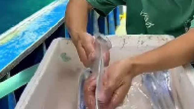 活带鱼到底有多漂亮