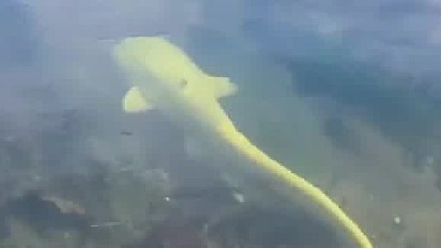 威尔士鲶鱼是欧洲和西亚最大的淡水鱼 长度超过3米 最大重量超过200公斤