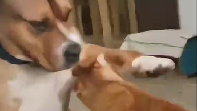 修勾居然也学会撸猫了，看来平时没少跟主人学