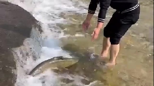 哇，鱼儿很大的喔