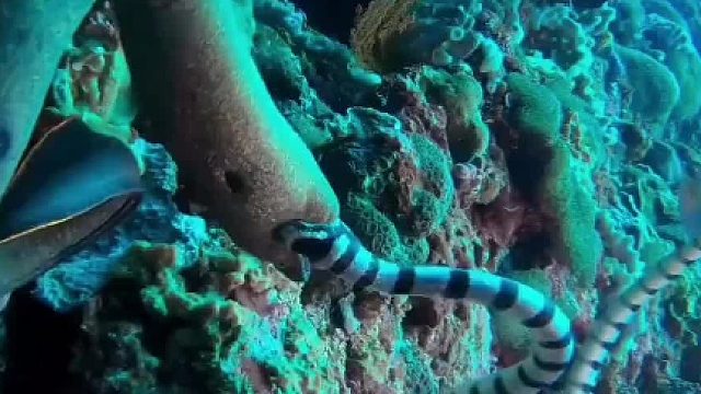 海蛇大战海鳗，你猜谁更厉害……