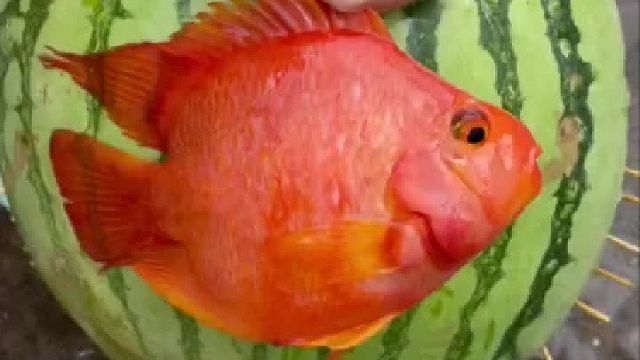 这次的小鱼也太漂亮了吧