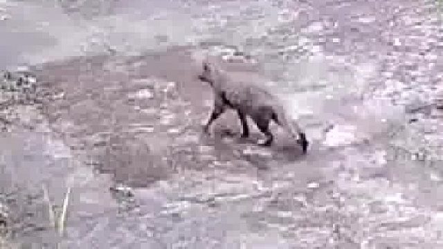 老宅荒芜近一年，屋主打开监控看到被寄养的猫猫还会经常光顾