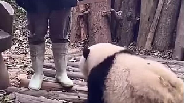 花花的领地只能爷爷进来，果果和新奶爸之间，还犹豫了一下