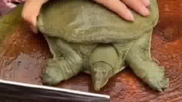 原来甲鱼是这样杀的呀
