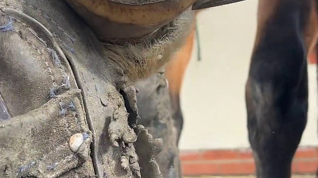 哥们儿，大周末的修个马蹄子给大家助兴。很治愈啊