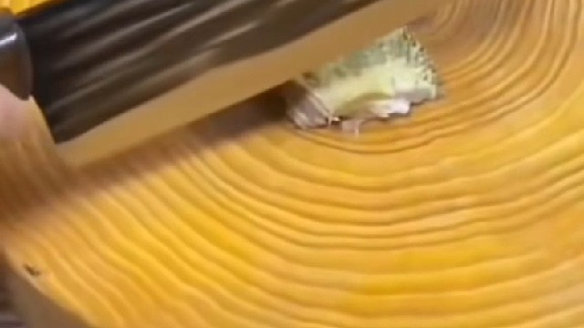 拔毛是不是犯法的