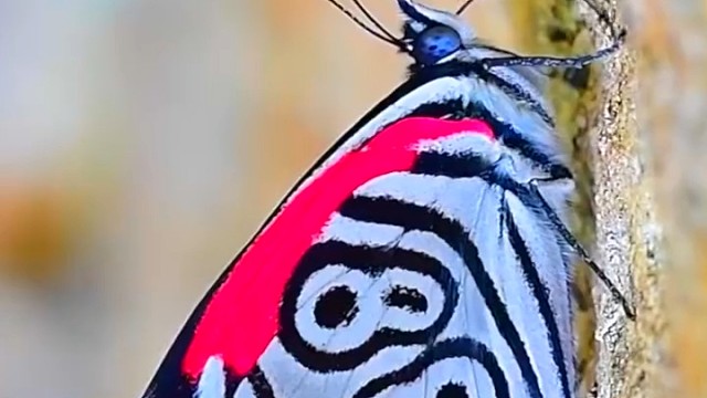 涡蛱蝶分布在中美洲的热带森林中，翅膀上的的花纹像数字88。