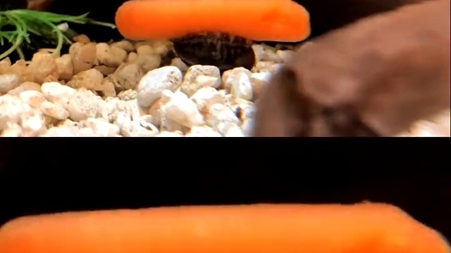 蜗牛甩胡萝卜，就像孙悟空转金箍棒一样。