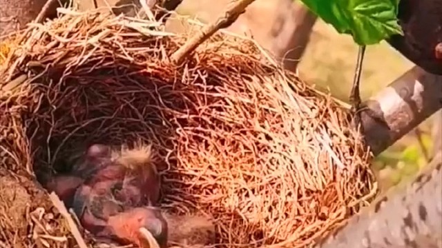 乌鸫爸爸喂宝宝吃东西，是杂食性鸟类，雄性乌鸫有黄色眼圏和喙。