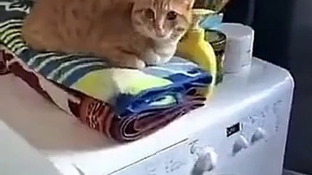 铲屎官我感觉自己的大脑在颤抖啊