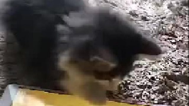 逮不到鱼鱼，急死喵了！