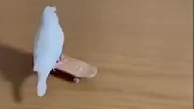 聪明的动物都是会玩儿滑板的