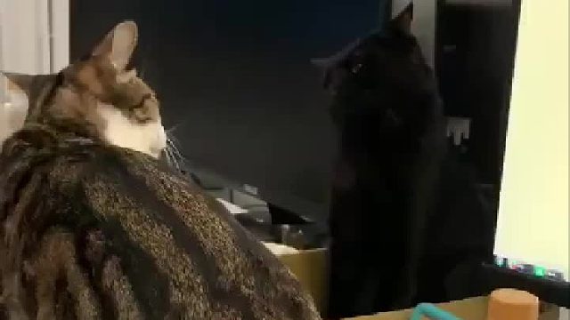 黑猫的表情太委屈了，你为什么打我呀？