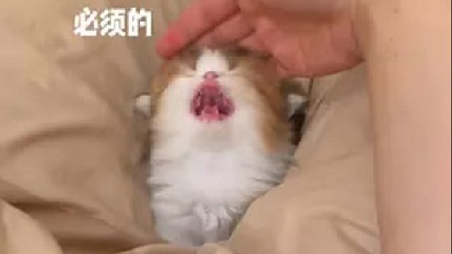 谁懂啊！他真的好乖啊