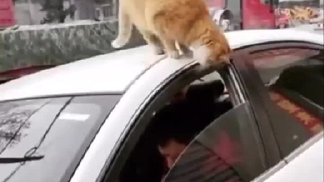 男子在车里被猫偷袭！