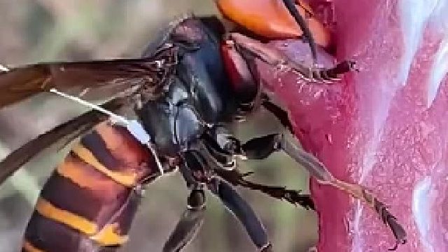 蜂：不好，我被跟踪了