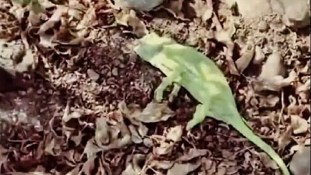 小哥千钧一发抢救奄奄一息的变色龙，没想到因祸得福收获甜蜜瞬间