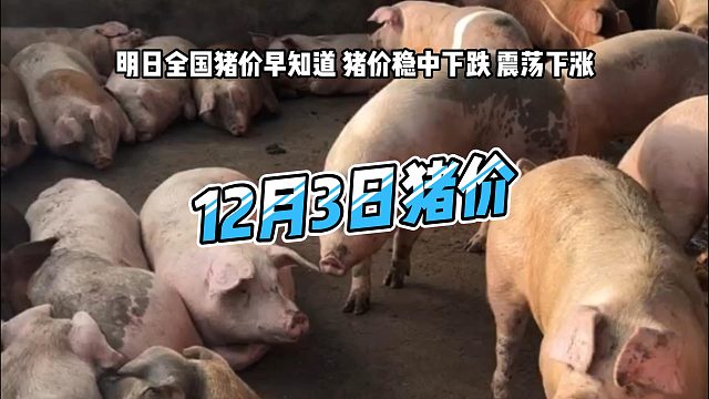 明日12月3日全国猪价早知道！明日猪价稳中下跌 生猪价格震荡下涨#猪价行情 #明日猪价 #生猪价格