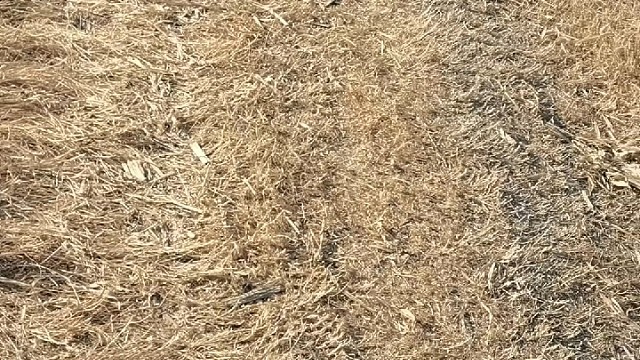 我家金毛生了，从前天12只，到今天还剩四个………全被它睡觉给压死的！！！