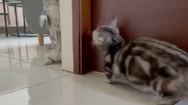 小短腿这一爪打了个寂寞！