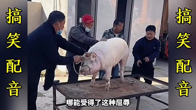 搞笑配音：一个比一个搞笑…这简直就是翻译