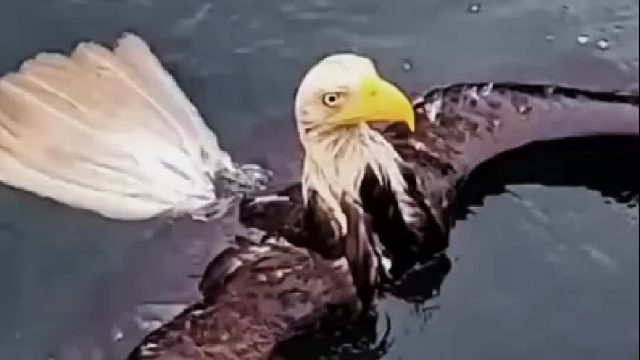 落水的老鹰被钓鱼的大叔救起，如今大叔每次出海钓鱼它都来保驾护航