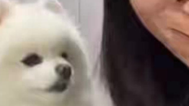 狗：我的沉默震耳欲聋