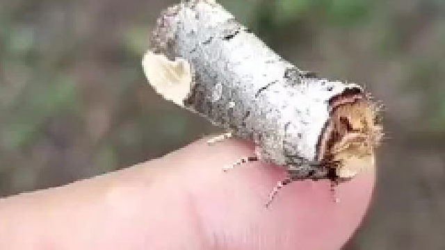 这就是木头疙瘩