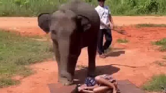 假装摔倒看看小象的反应