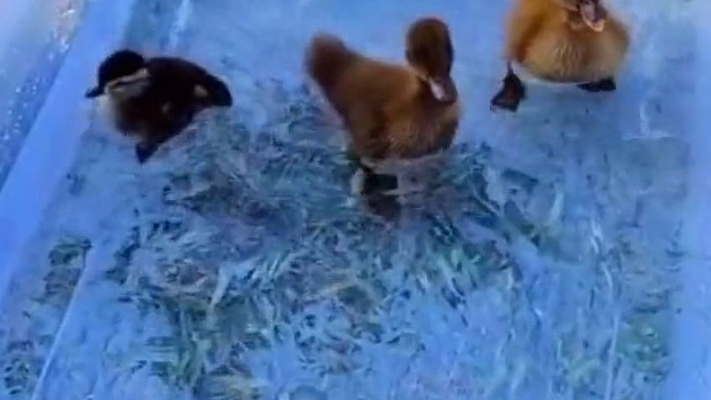 鸭宝宝在水中开心的转圈圈。
