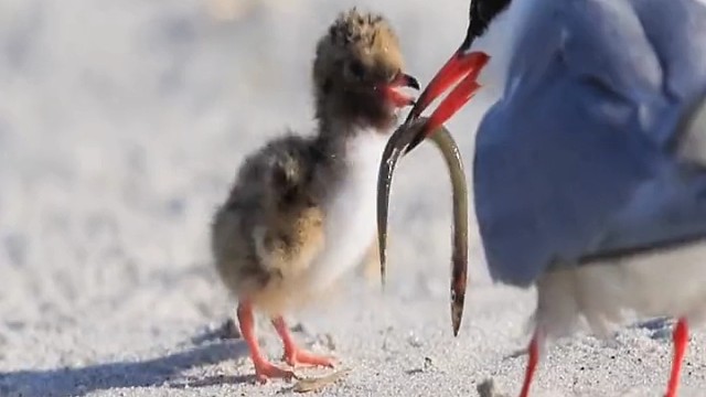 燕鸥是燕鸥亚科的海鸟，大部分在温带繁殖的燕鸥都能长途迁徙。