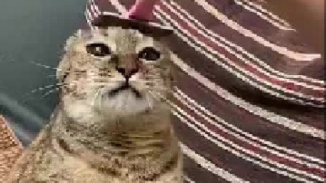 第一次看到梳毛成这样的...