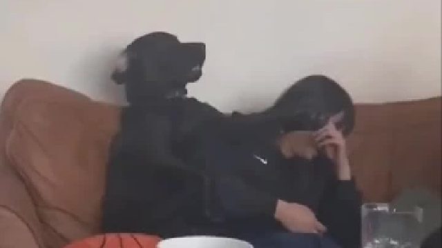 狗：请你马上离开！ ok？